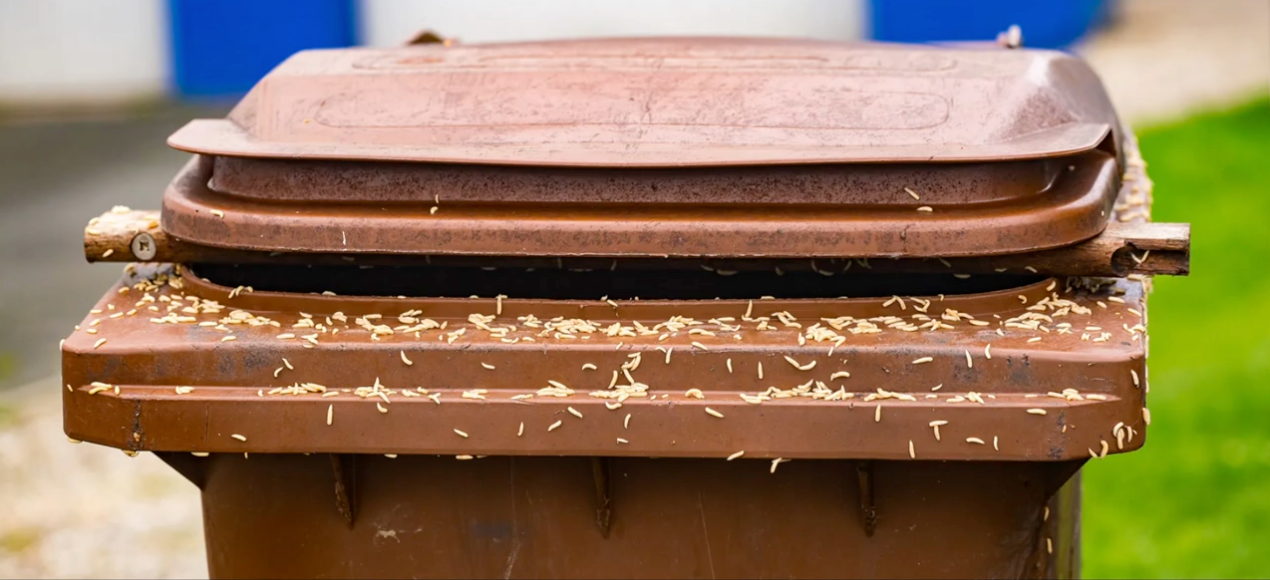 maggots-on-trash-can Get Rid of Maggots in Your Trash Can